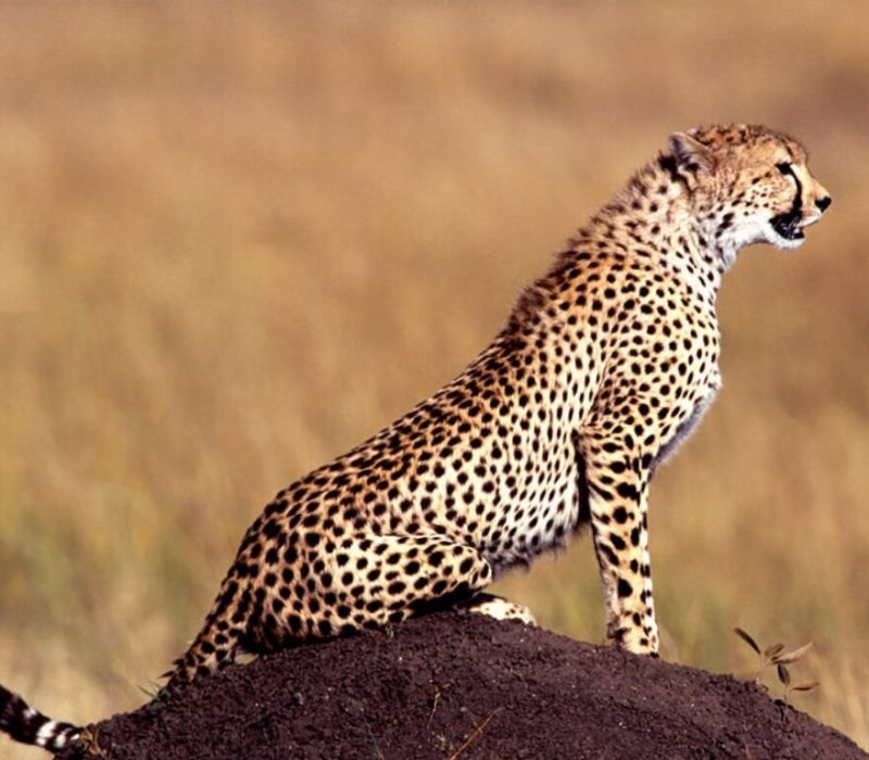 Cheetah_in_Serengeti_national_park_