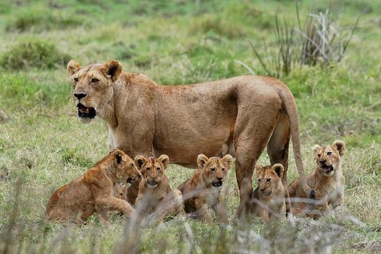 Best Africa Safari Destination