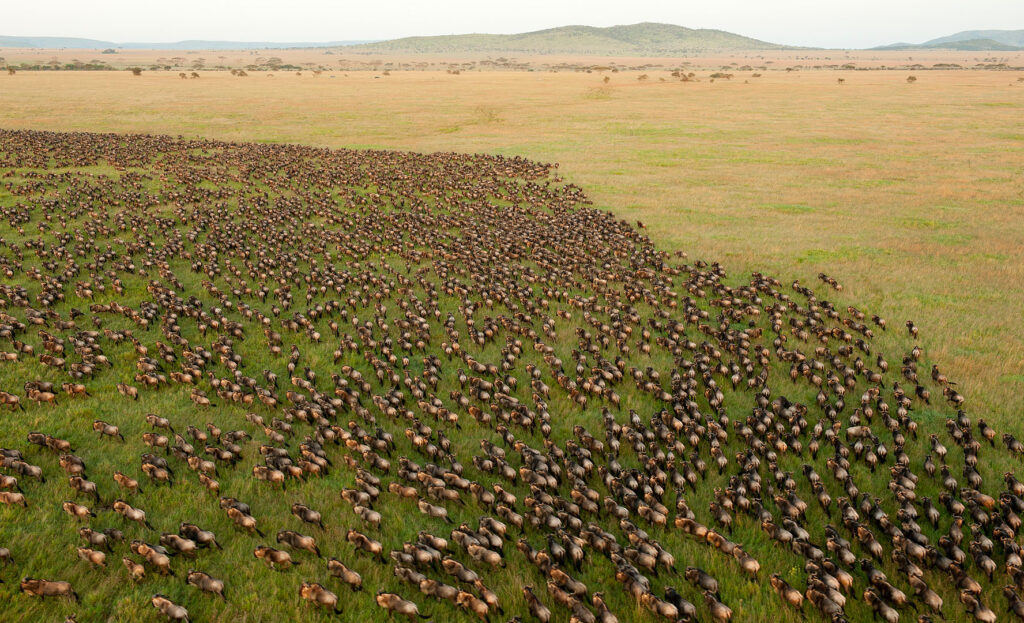 Serengeti Day Trip