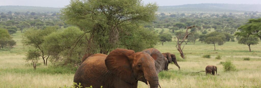12 Day Kenya and Tanzania Budget wildlife Safari