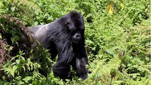 04 day gorilla trekking in Rwanda