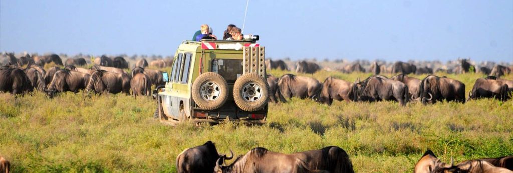 7 day Masai Mara and Serengeti safari package